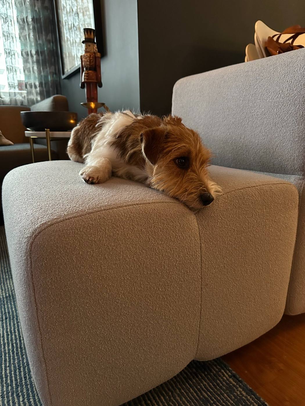 A dog resting on a KEEEP sofa — a sense of home, long-term use.